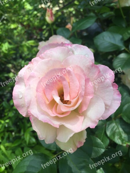 Rose Blossom Bloom Pink Nature