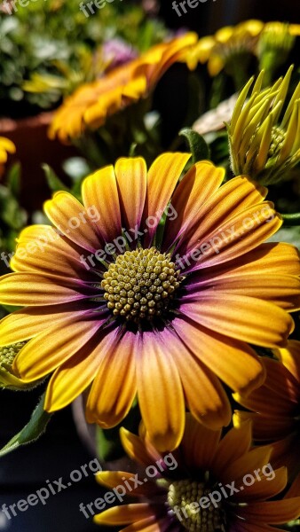 Cape Basket Osteospermum Flower Blossom Bloom