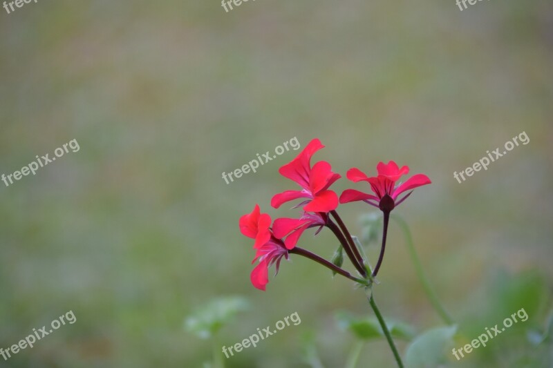 Background Flower Red Coloring Blooming