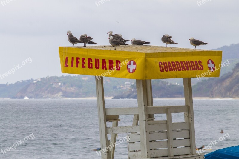 Life Guard Seagulls Beach Sea Seagull