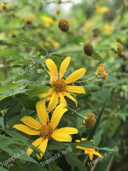 Flower Mexican Sunflower Yellow Bloom Garden