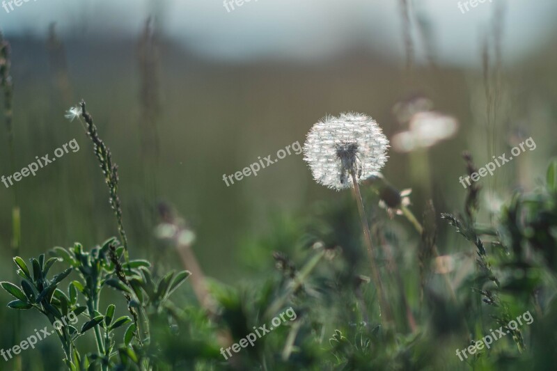 Dandelion Flower Flowers Macro Spring