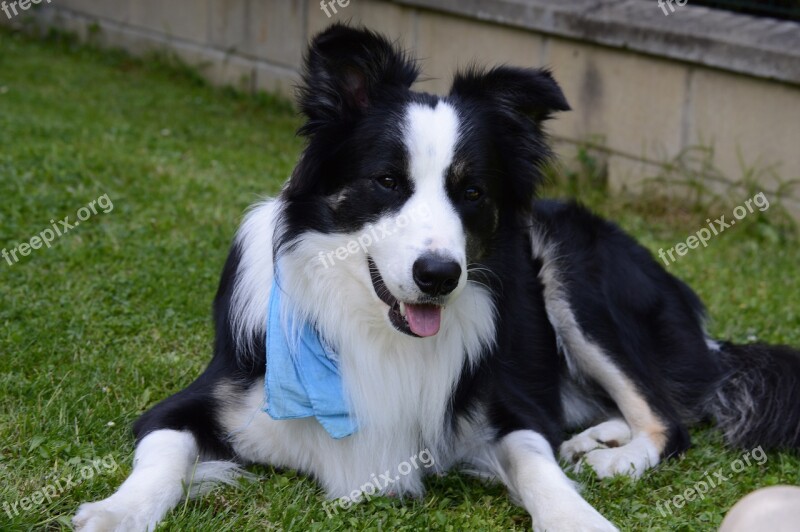 Border Collie Dog Border Pets Free Photos