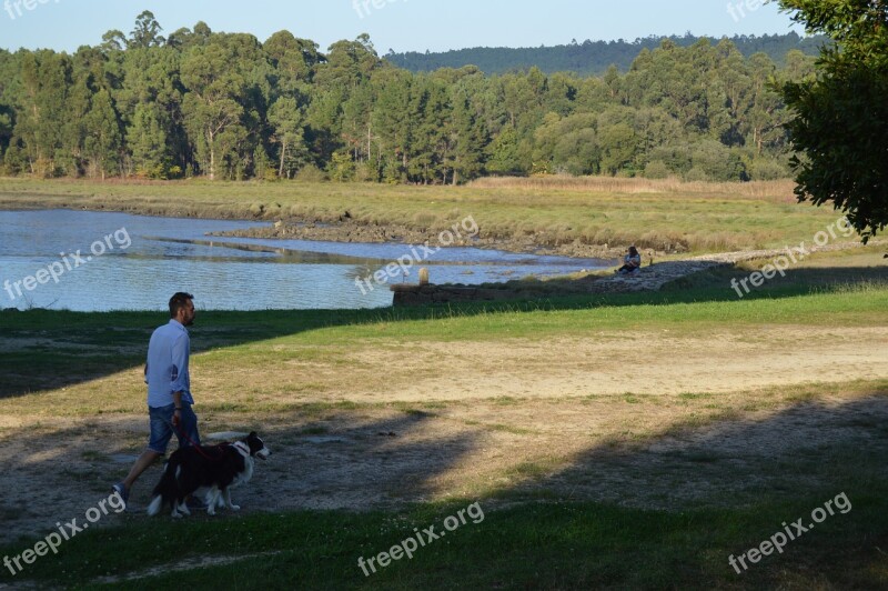 Galicia Border Collie Walk Dog Free Photos