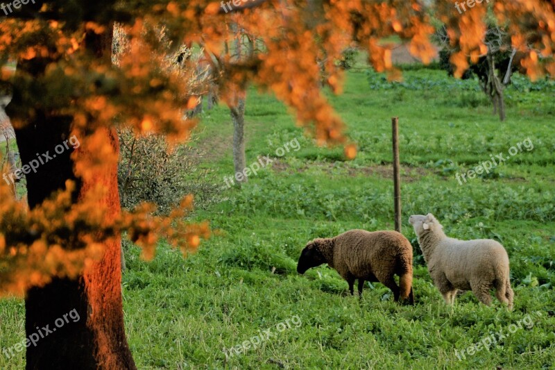 Field Herb Sheep Pasture Trees