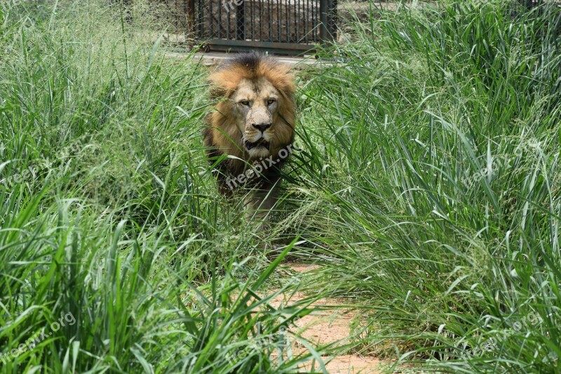 Bannerghatta Biological Park Background Lion Animal Wildlife