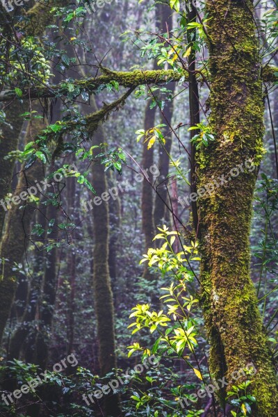 Forest Tenerife Nature Anaga Landscape