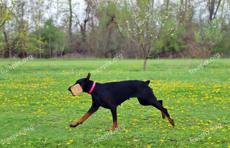 Doberman Dog Work Nature Run