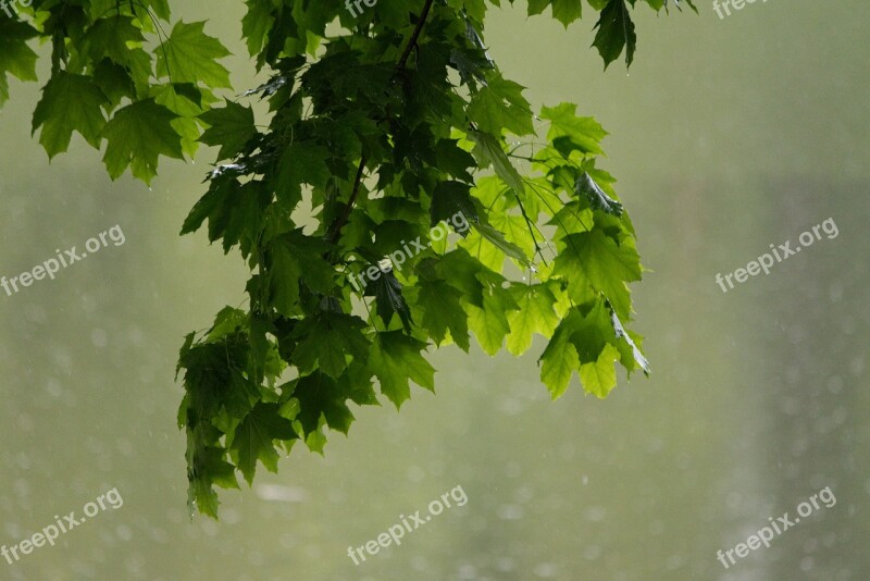 Maple Leaves Rainy Day By The Water Free Photos