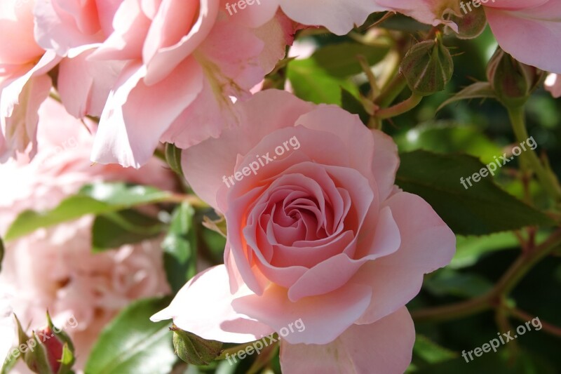 Roses Pink Plant Flower Love