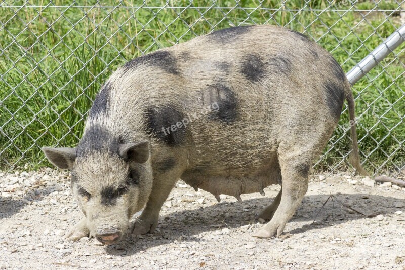 Pot-bellied Pig Pig Swine Dirty Fat