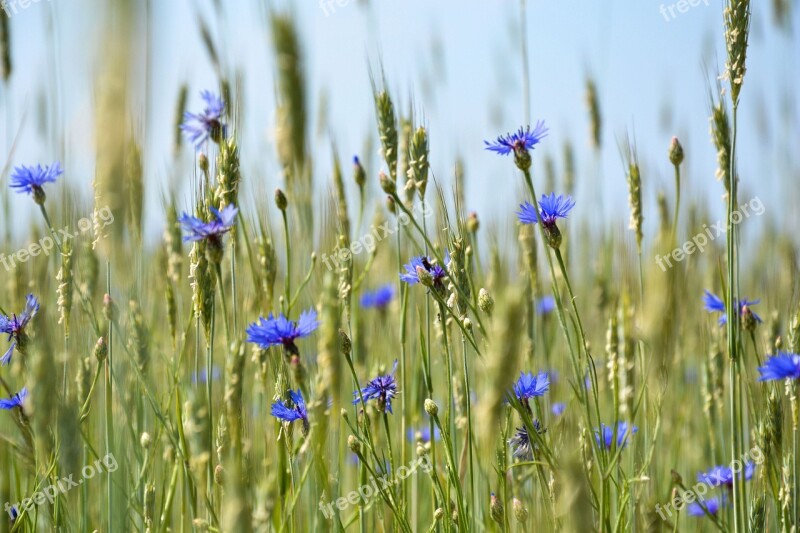 Cornflower Nature Summer Blue Free Photos