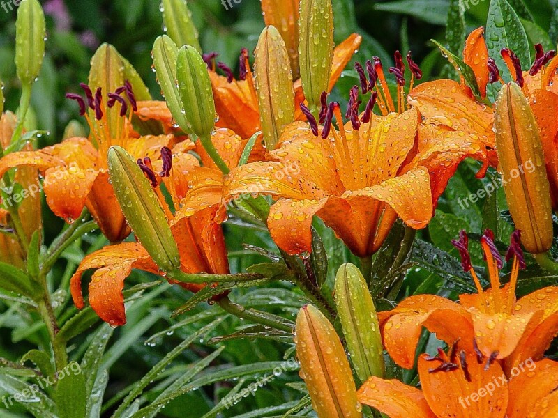 Asiatic Lily Plant Garden Bloom Flower