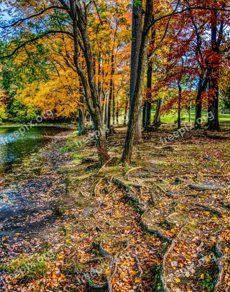 Landscape Autumn Trees Water Leaves