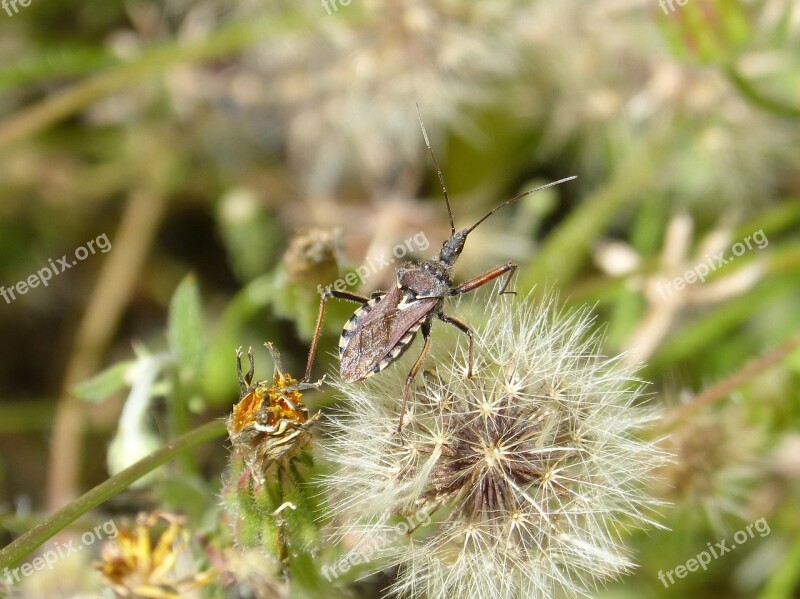 Bug Insect I Pentatomid Dandelion Haphigaster Nebula