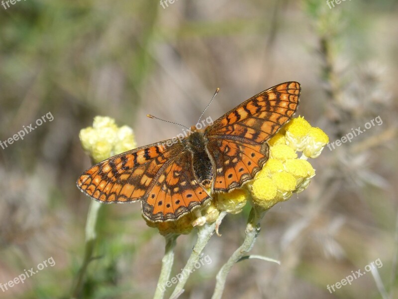 Butterfly Flower Libar Marsh Fritillary Orange Butterfly