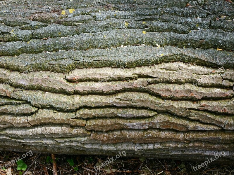 Bark Tree Wrinkled Wood Trunk