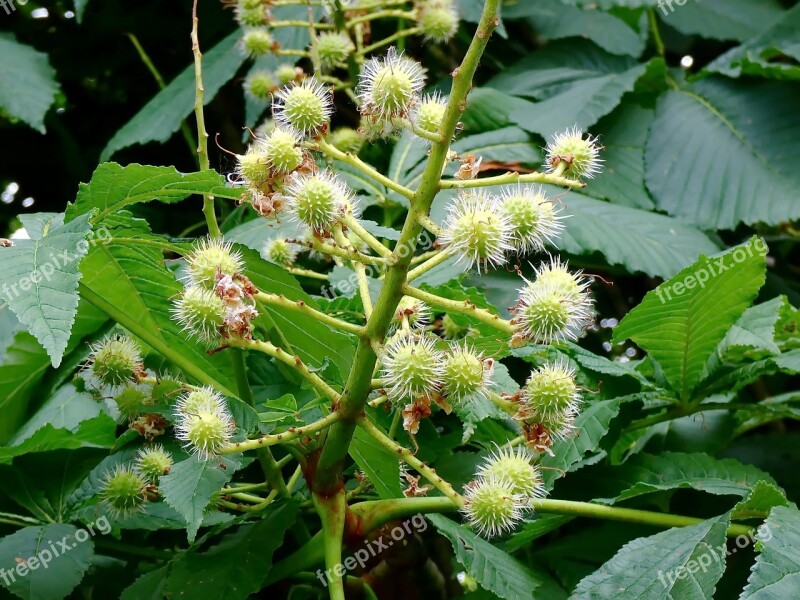 Brown Aesculus Bug Promise Fruit