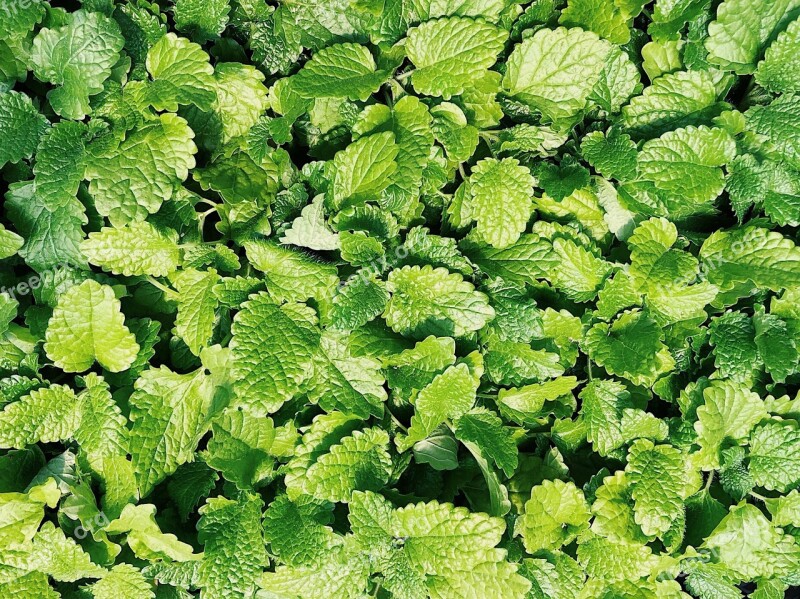 Mint Herb Plant Spearmint Leaves