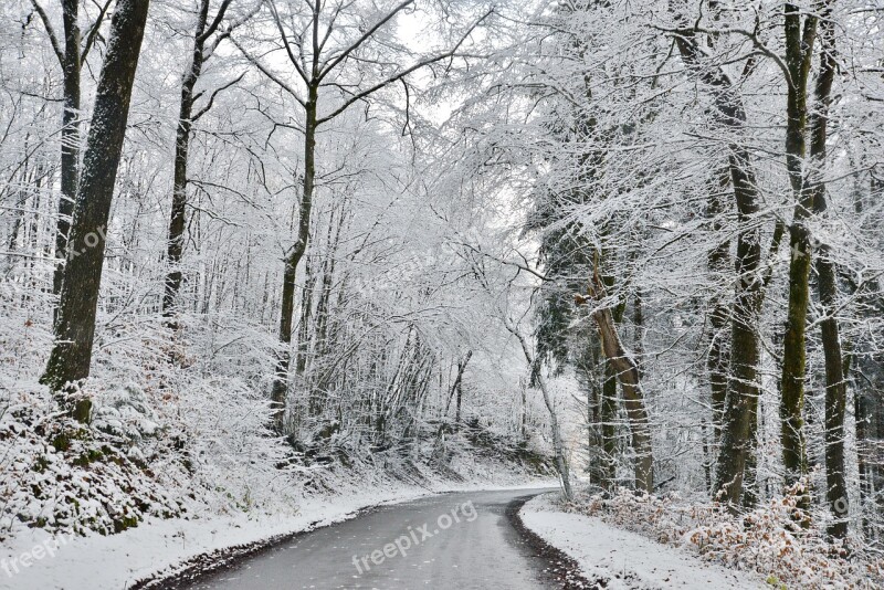 Winter Snow Cold Nature Forest