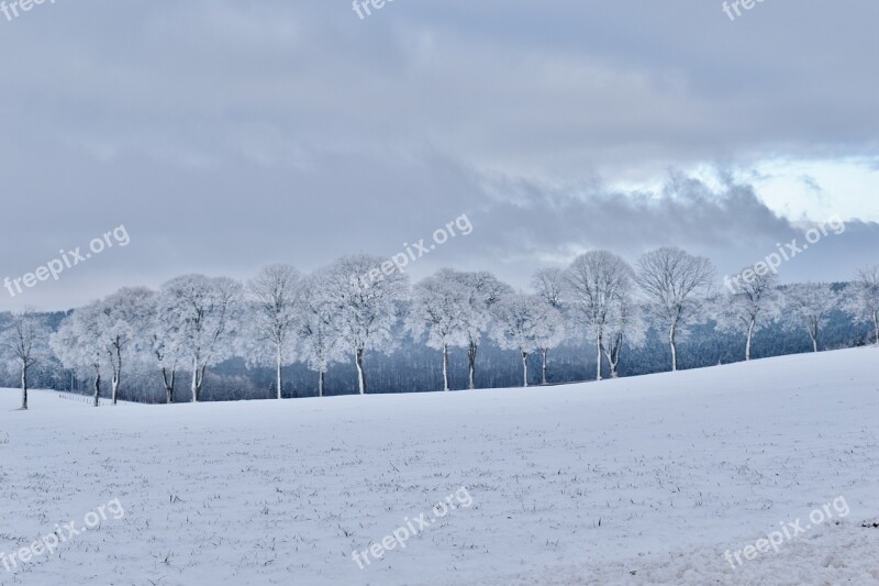 Winter Frozen Trees Row Of Trees Cold