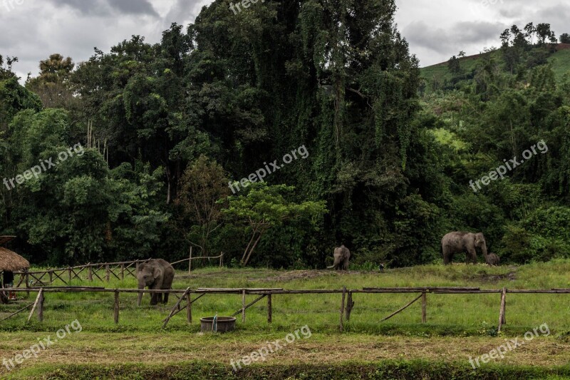 Elephants Chiang Mai Thailand Animals Majestic