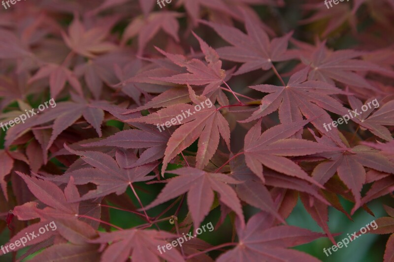 Leaves Maple Red Maple Leaf October