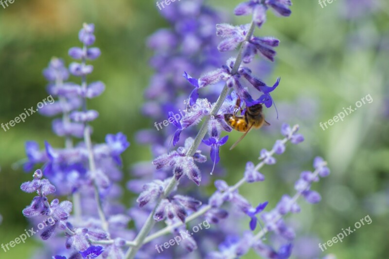 Purple Bloom Nature Blossom Flowers