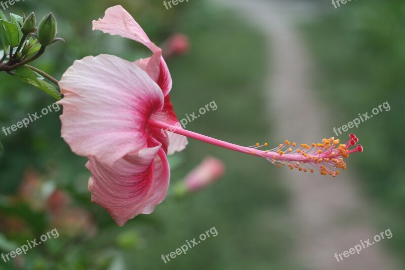 Flower Thailand Ko Payam Nature Blossom