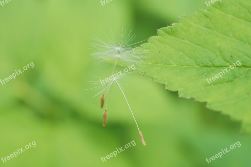 Nature Green Spring Flowers The Background