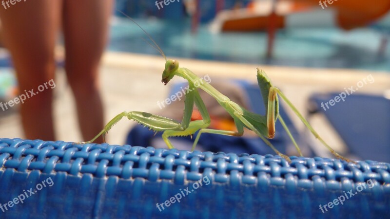 Mantis Insect Praying Mantis Green Macro