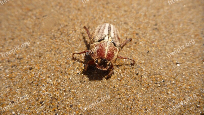 Maybug Beetle Beach Sand Macro