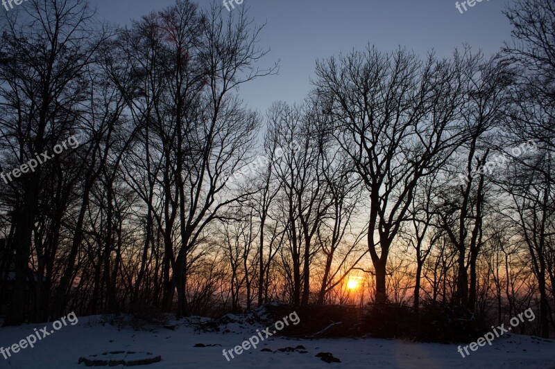 Sunset Tree Landscape Nature Sky