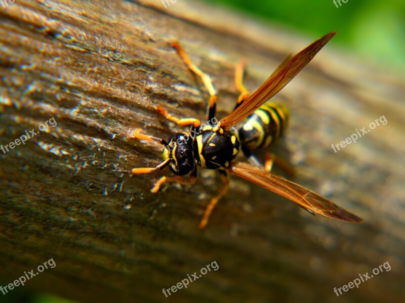 Wasp Close Up Nature Wood Animal