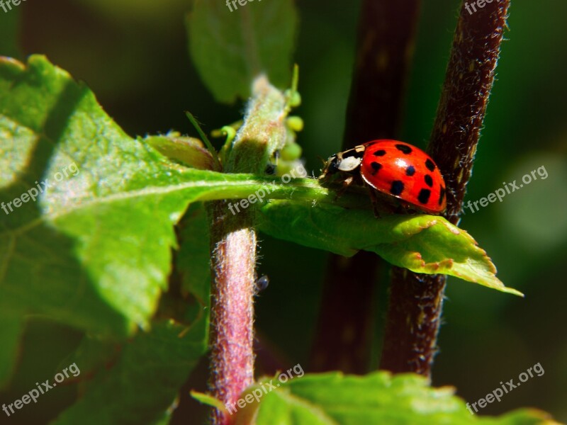 Ladybug Leaf Nature Insect Beetle