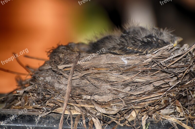 American Robbin Nest Robin Animal