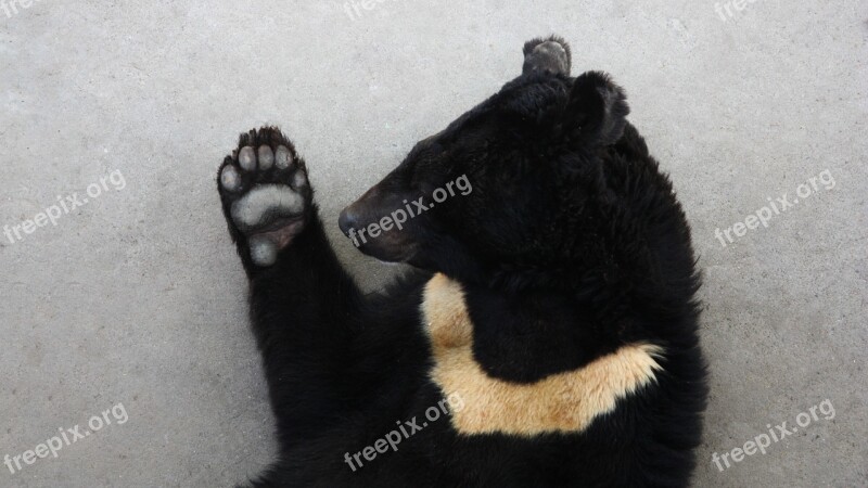 Black Bear Asian Black Bear On The Bear The Moon Bear Bear