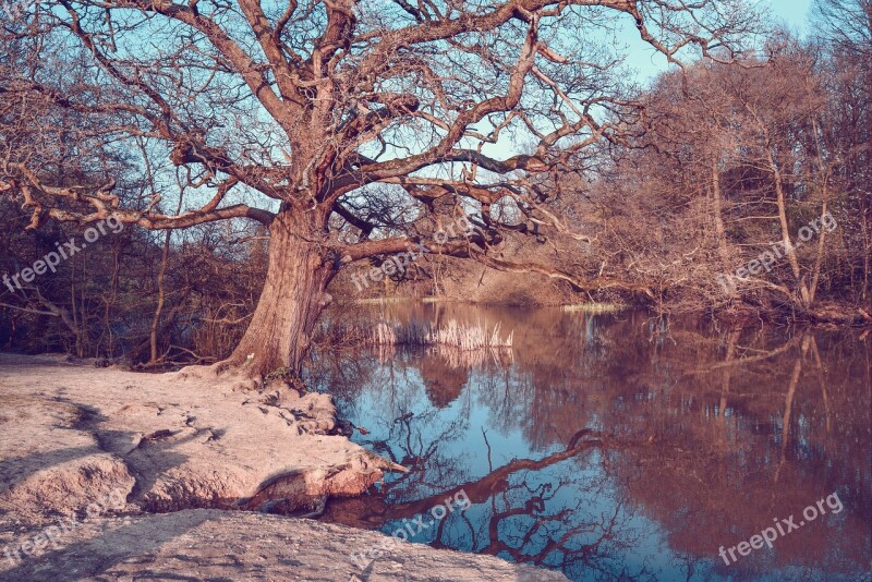 Tree Lake Water Nature River