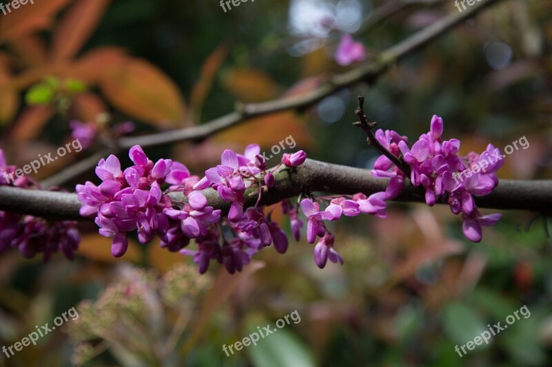 Flowers Judas Tree Spring Pink Blossom