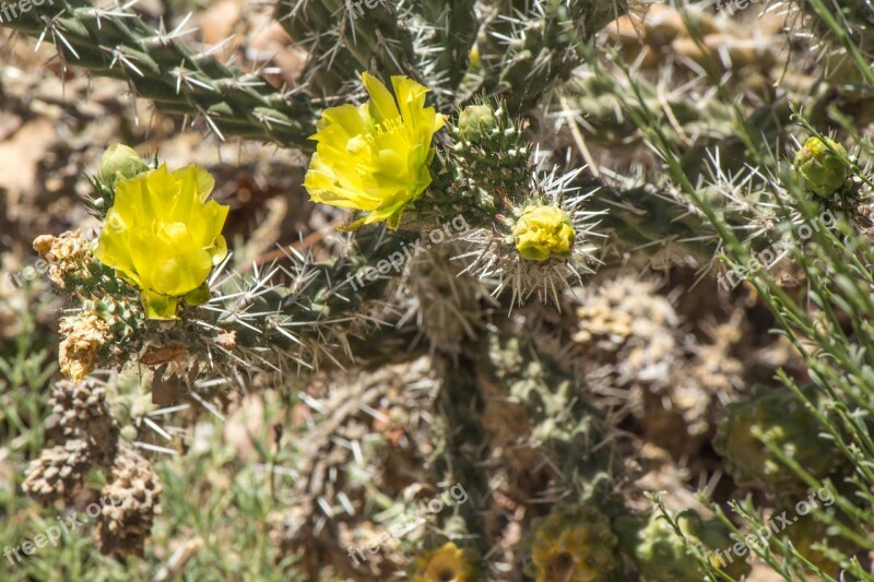 Cactus Blooming Yellow Bloom Blossom