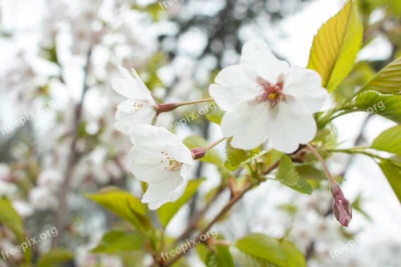 Flower Cherry Blossom Plant Free Photos