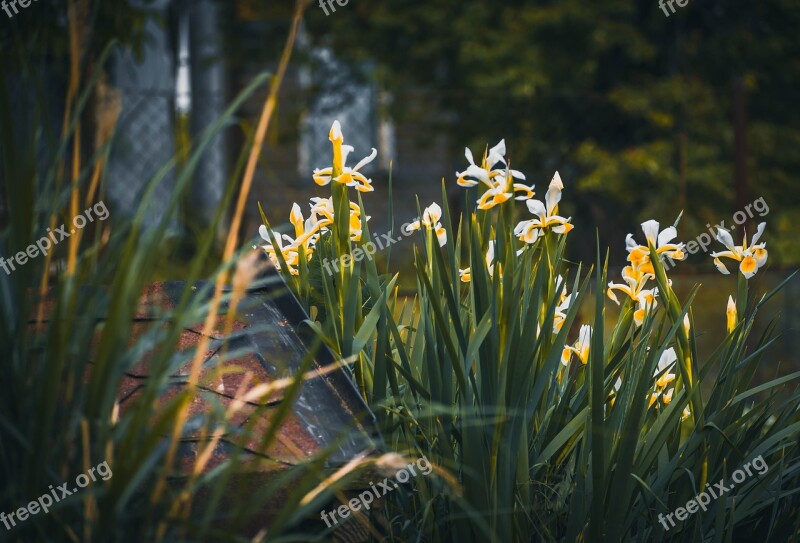 Garden Flower Flowers Yellow Green