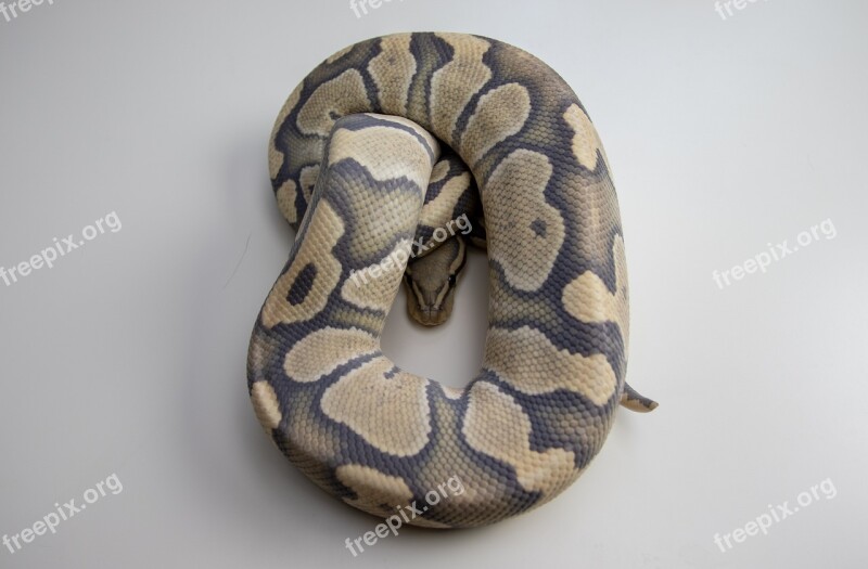 Ball Python Snake Reptile Orange Dream Desert Ghost