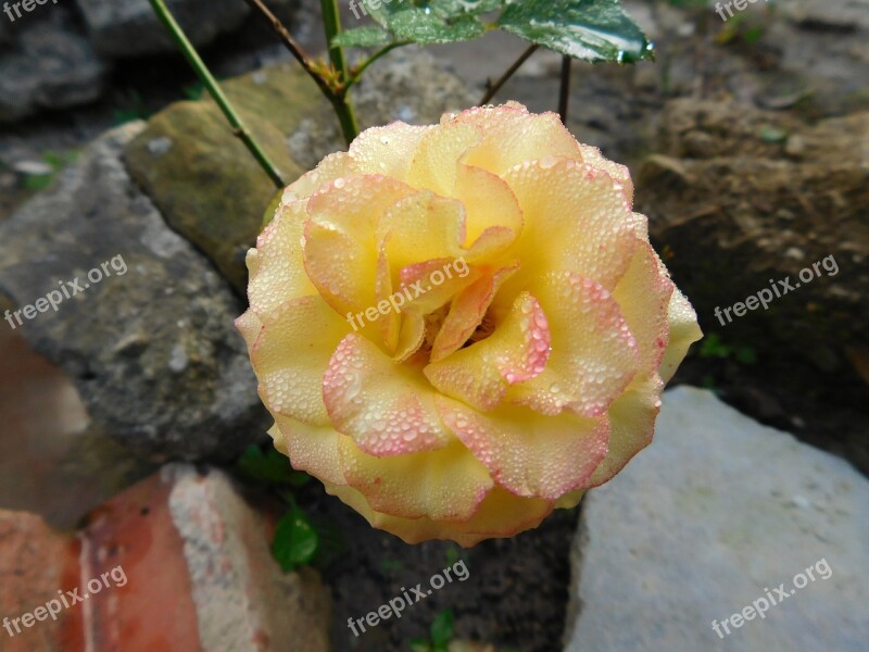 Rosa Flower Yellow Spray Free Photos