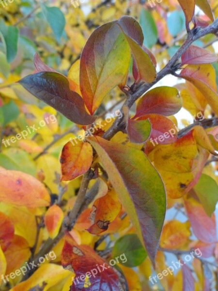 Autumn Paint Tree Park Background