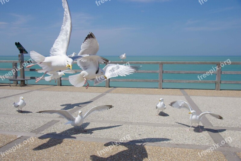 Seagull Sea Bird Nature Flight