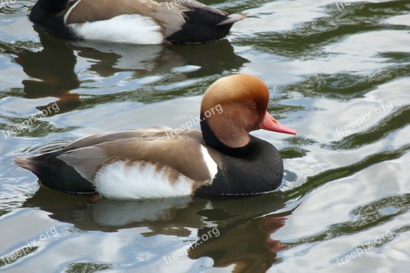 Duck Red Crested Pochard Waterfowl Wildlife Llanelli Wetland