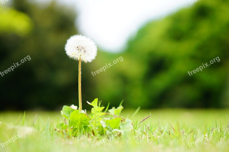 Dandelion Soft Softness Natural Plant