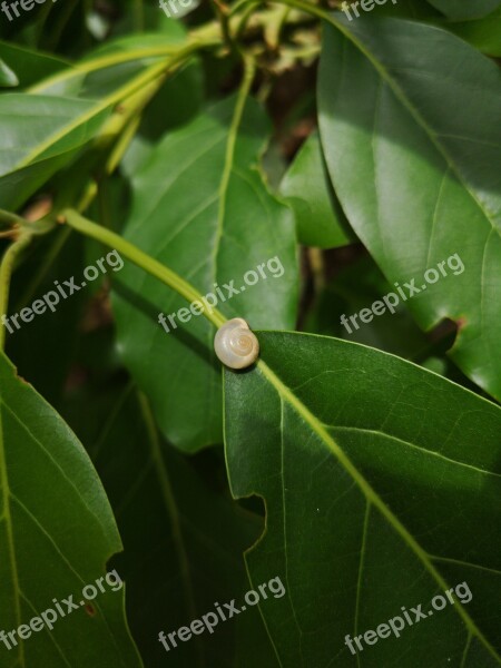 Snail Tree Insect Nature Free Photos