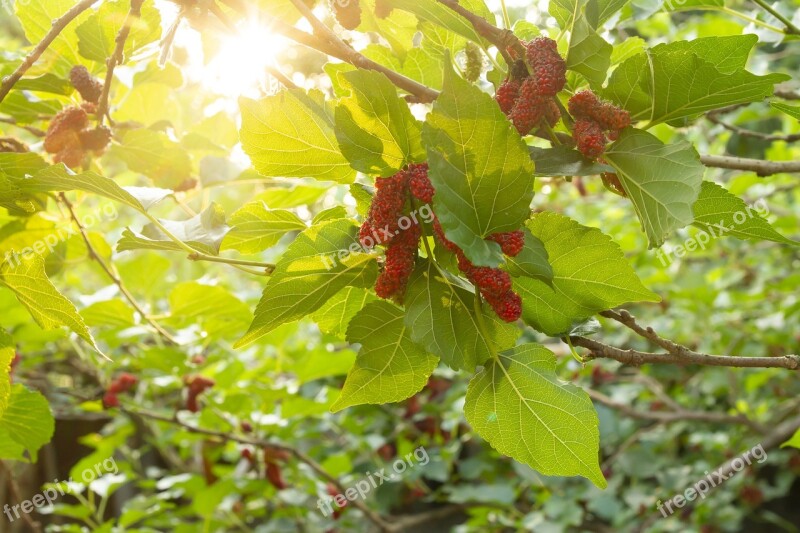 Mulberry Red Tree Fruit Berry